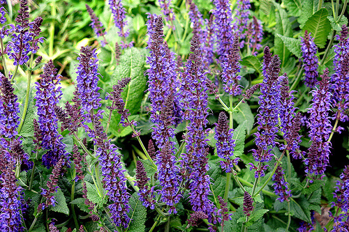 Salvia can help in dealing with knee pain