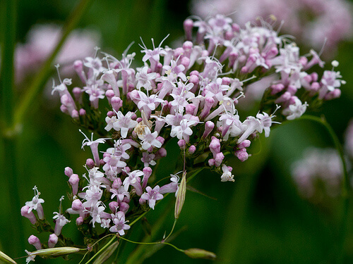 Valeriana, a plant for treating insomnia