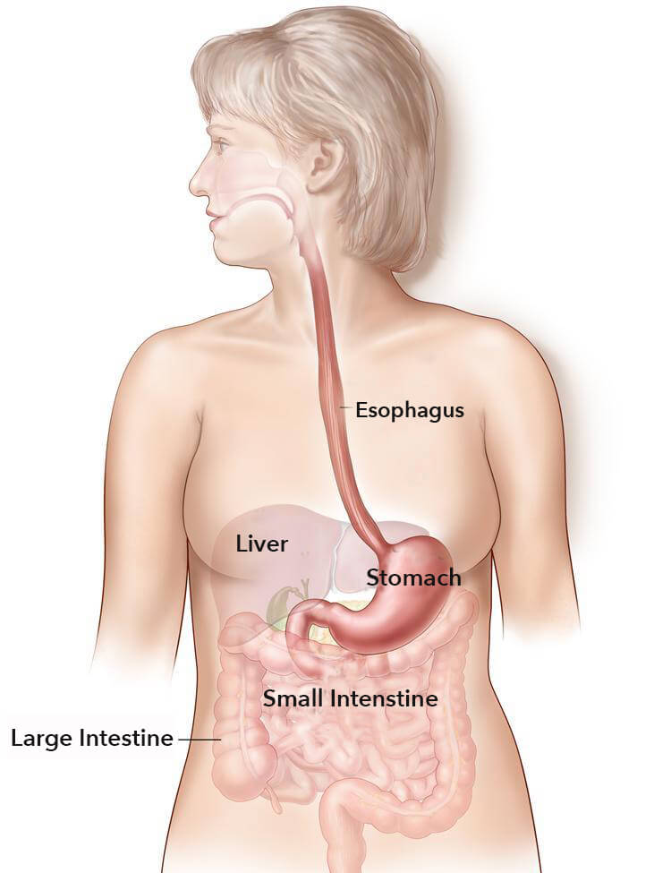 Esophagus