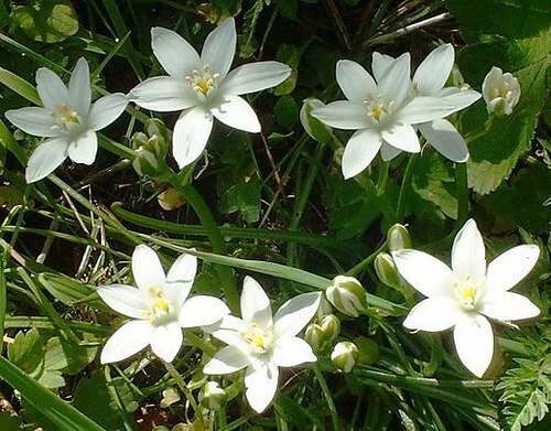 Fresh flower
