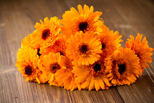 marigold flowers to treat and hide varicose veins