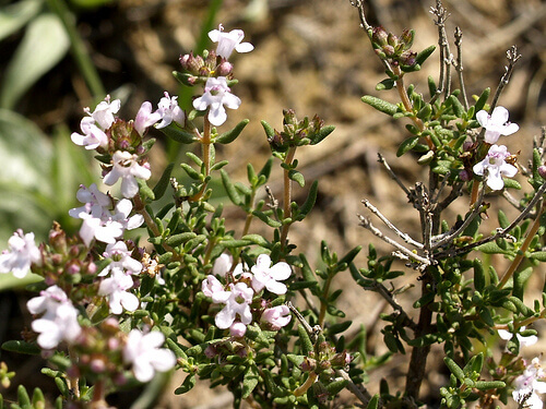 Thyme flowers growing wild common mouth problems