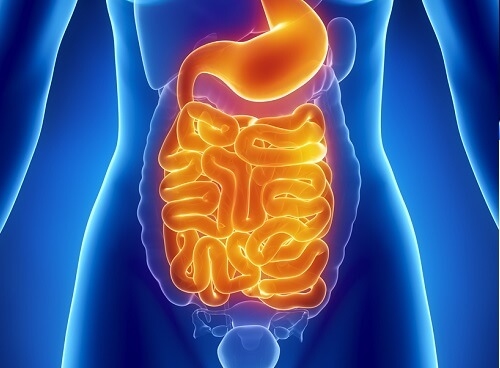 Illustration of the intestines