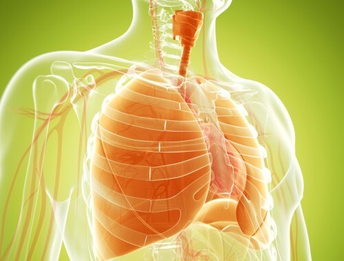 Natural Remedies to Strengthen the Lungs