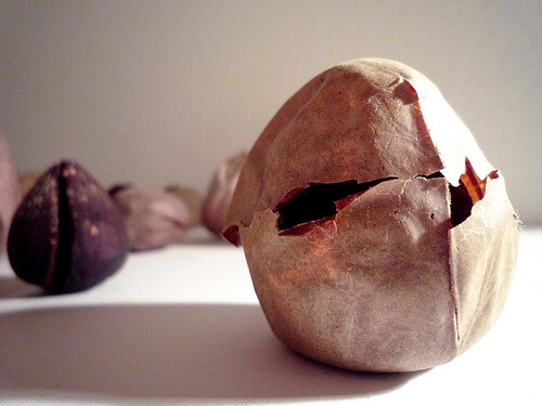 An avocado seed.