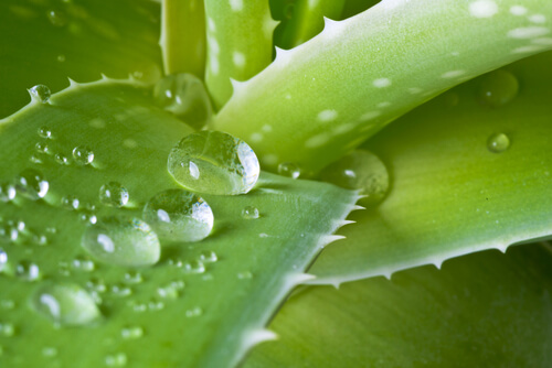 aloe vera, one of the natural remedies for sebaceous cysts