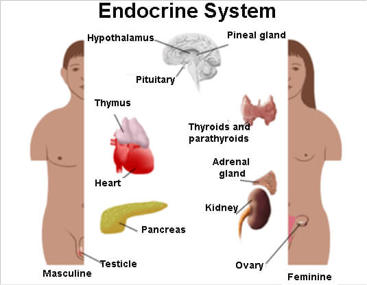 Hormonal problems come from the endocrine system