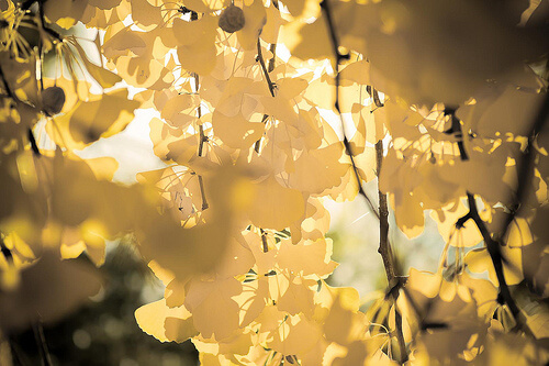 gingko biloba