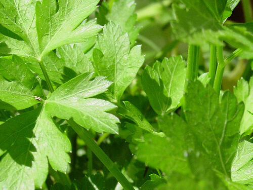 Parsley leaves