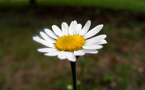 Chamomile is a great home remedy