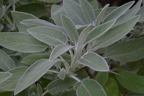 Salvia plant
