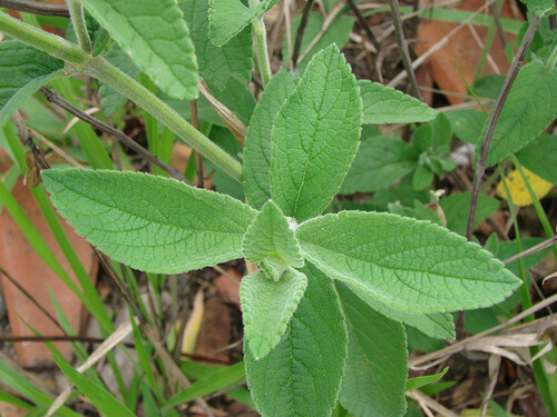 Salvia plant