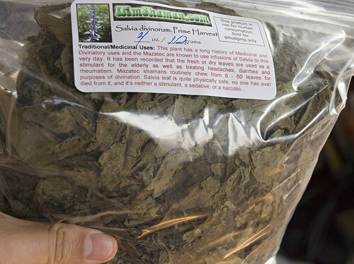 Salvia dry leaves to make a salvia infusion