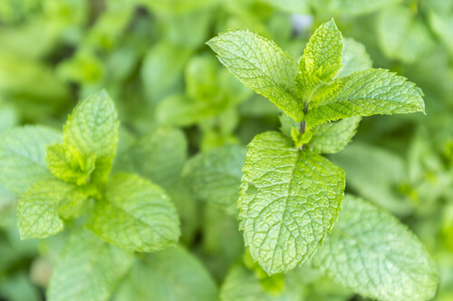 Fresh mint outside