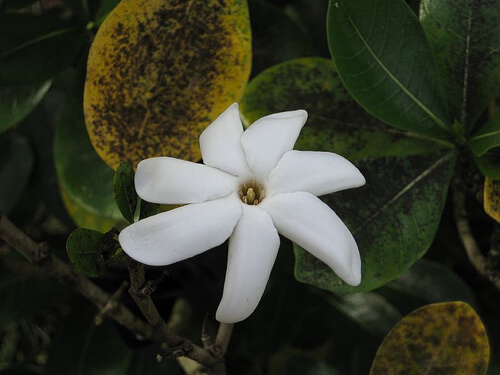 naturally perfume your hair--photoRosinwonderland