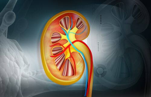 kidney illustration