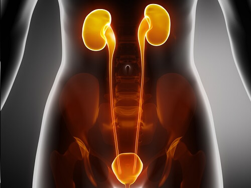 The kidneys.