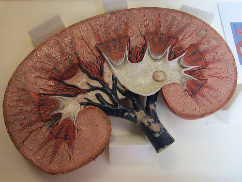 Symptoms of Kidney Problems