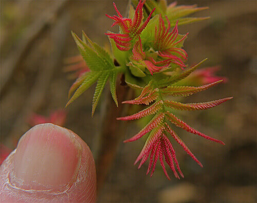 Person holding flowers with dry nails peel