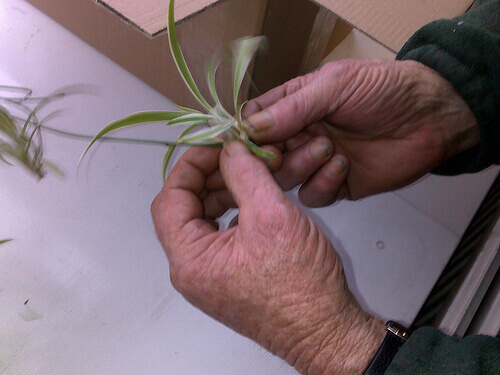 Old person holding some herbs in their hands nails peel