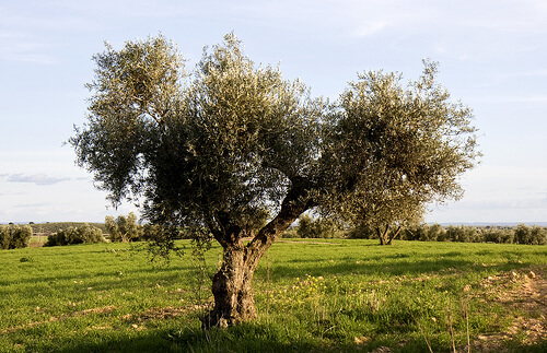 The olive tree may be helpful for hypertension.