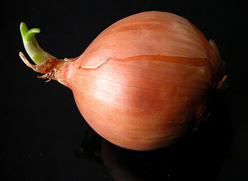 An onion.