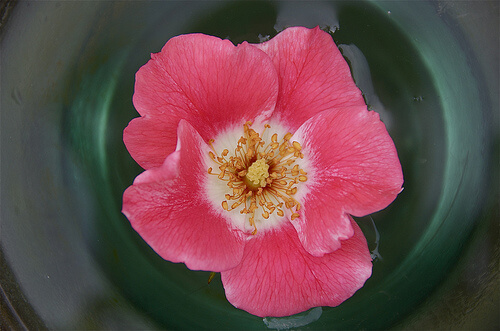 rose water