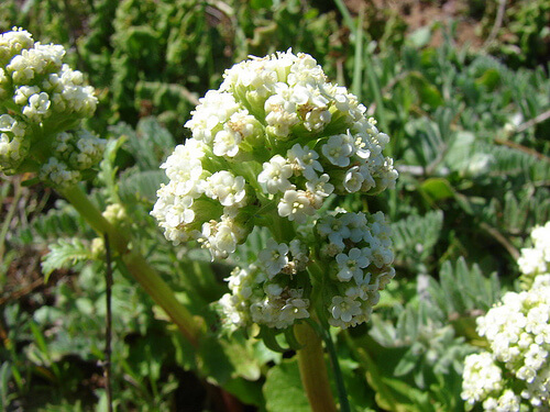 valerian