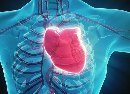 Human heart inside body