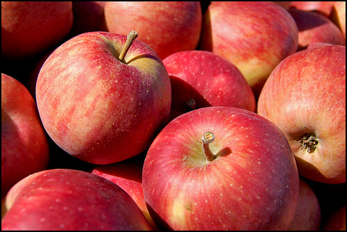 apple tom-gill