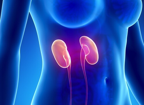 Tips for Cleansing Your Kidneys Naturally in a Week