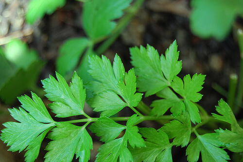 The Best Natural Aphrodisiacs