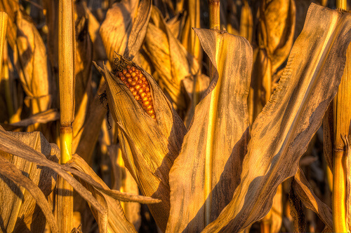 corn - alleviate fluid retention