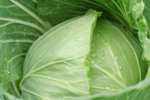 Cabbage to help treat sciatica