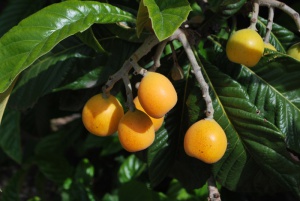 Loquat can help treat fatty liver naturally