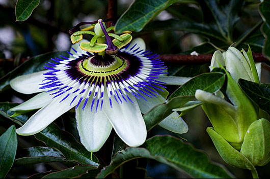A beautiful passion flower plant.