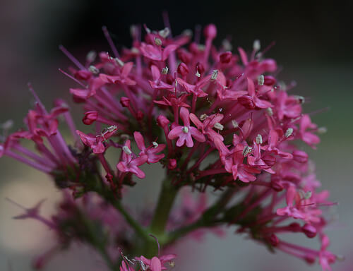 Valerian to help treat sciatica