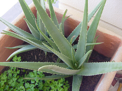 Aloe vera the most famous of the therapeutic plants