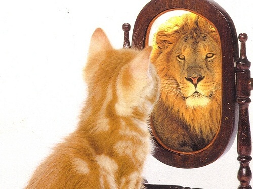 Cat imagining himself as lion