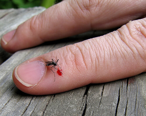 An insect biting a finger