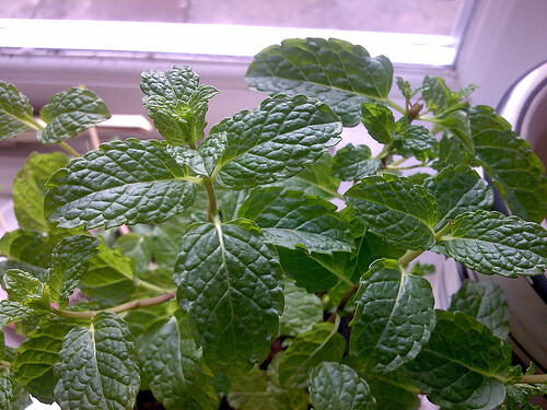 Mint is a delicious medicinal plant