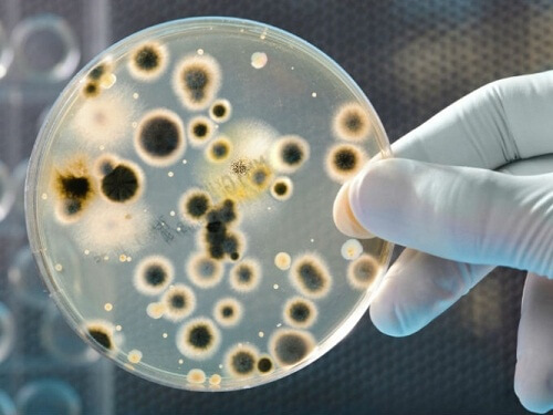 Image result for dollar bills   bacteria