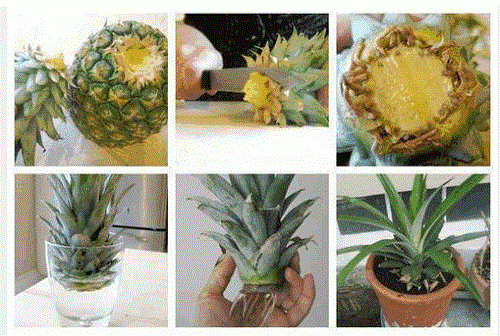 How to Grow a Pineapple at Home