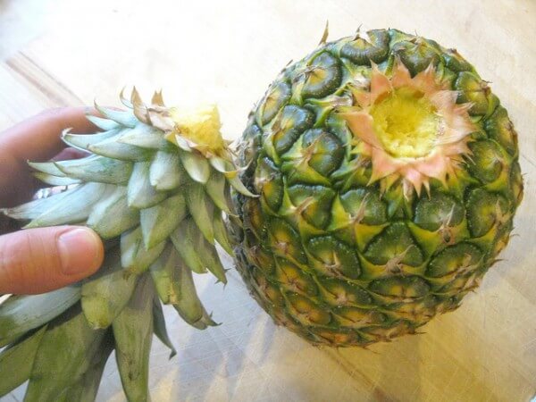 how to grow a pineapple at home