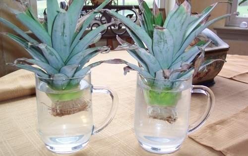 pineapple 5