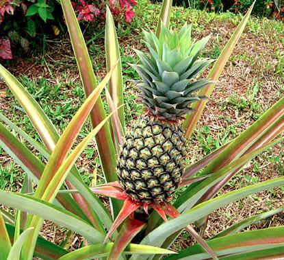 pineapple growing in garden at home