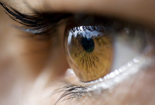 iris of an eye