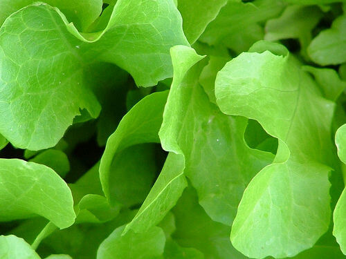 Lettuce.