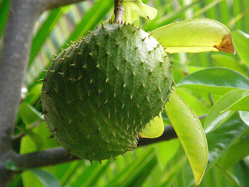 Custard apple or soursop hanging from a tree
