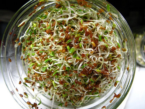Sprouts